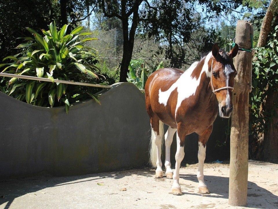 Hotel Fazenda Apm Caieiras Εξωτερικό φωτογραφία